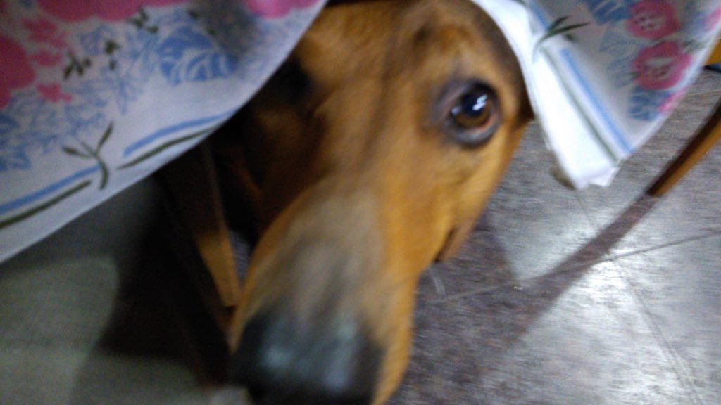 ClarisaYunes's tweet photo. @julietahbf Mi hermano lo encontró abandonado cuando se fue de vacaciones a la costa y lo trajo a casa “para darlo en adopción”. Hicimos de cuenta que lo intentamos por un tiempo, pero en realidad no lo íbamos a entregar ni locos 😂 https://t.co/MWebHZphoL