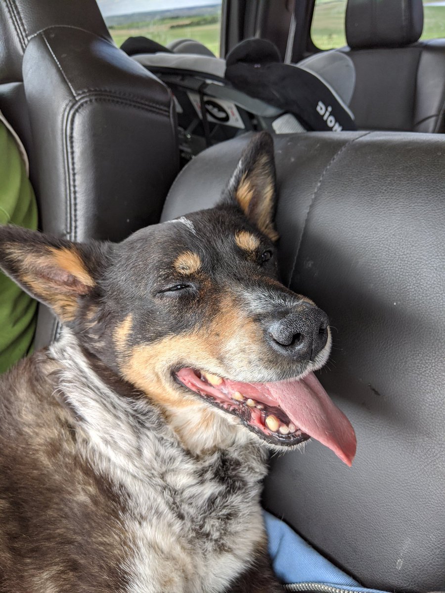 TheCowNerd's tweet photo. 1 tired (out of shape), tongue lolling, happy, working (sort of) cow dog - ☑️ https://t.co/bPpQCEBfY3