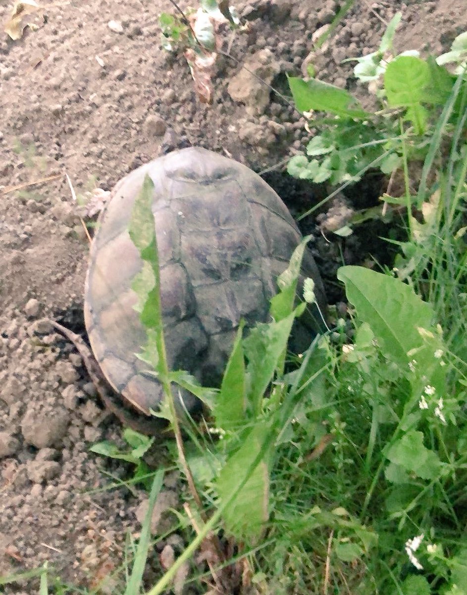 TaylorMadeKG's tweet photo. Found a snapper on the lawn; so D came out to have a look around. She found a nest of 25 eggs that will be incubated @ScalesNaturePrk ❤️🐢 https://t.co/BYREUZvmws