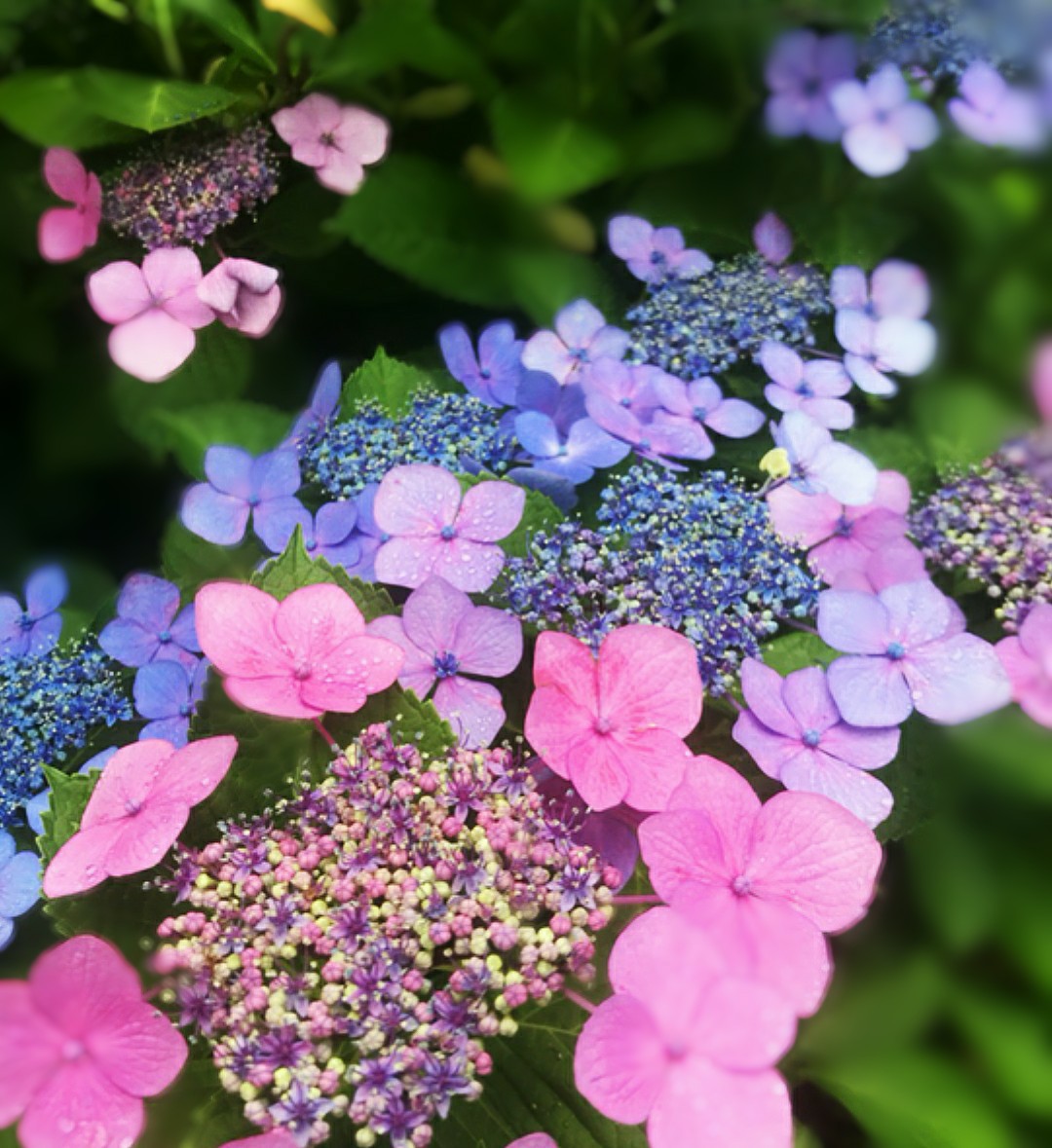 紫陽花編 Twitter Search Twitter 紫陽花編 Twitter Search Twitter