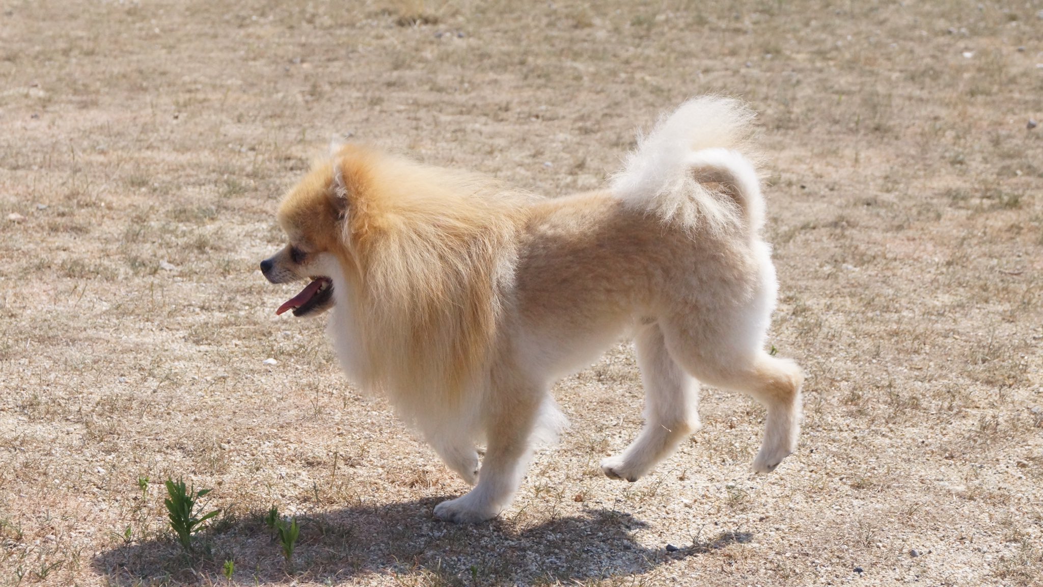 清水一輝 ライオンカットの時のにこる ポメラニアン ライオンカット 愛犬とのお出かけ T Co I7o499t0l6 Twitter