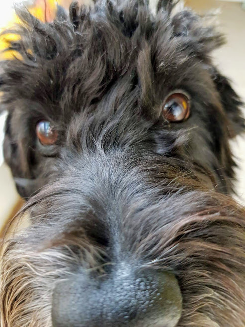 CockapooBarry's tweet image. This photo made my human laugh. I don't think it's funny at all. My nose looks MASSIVE and I've got really weird hair. He thinks I look cute but what's cute about looking like this?