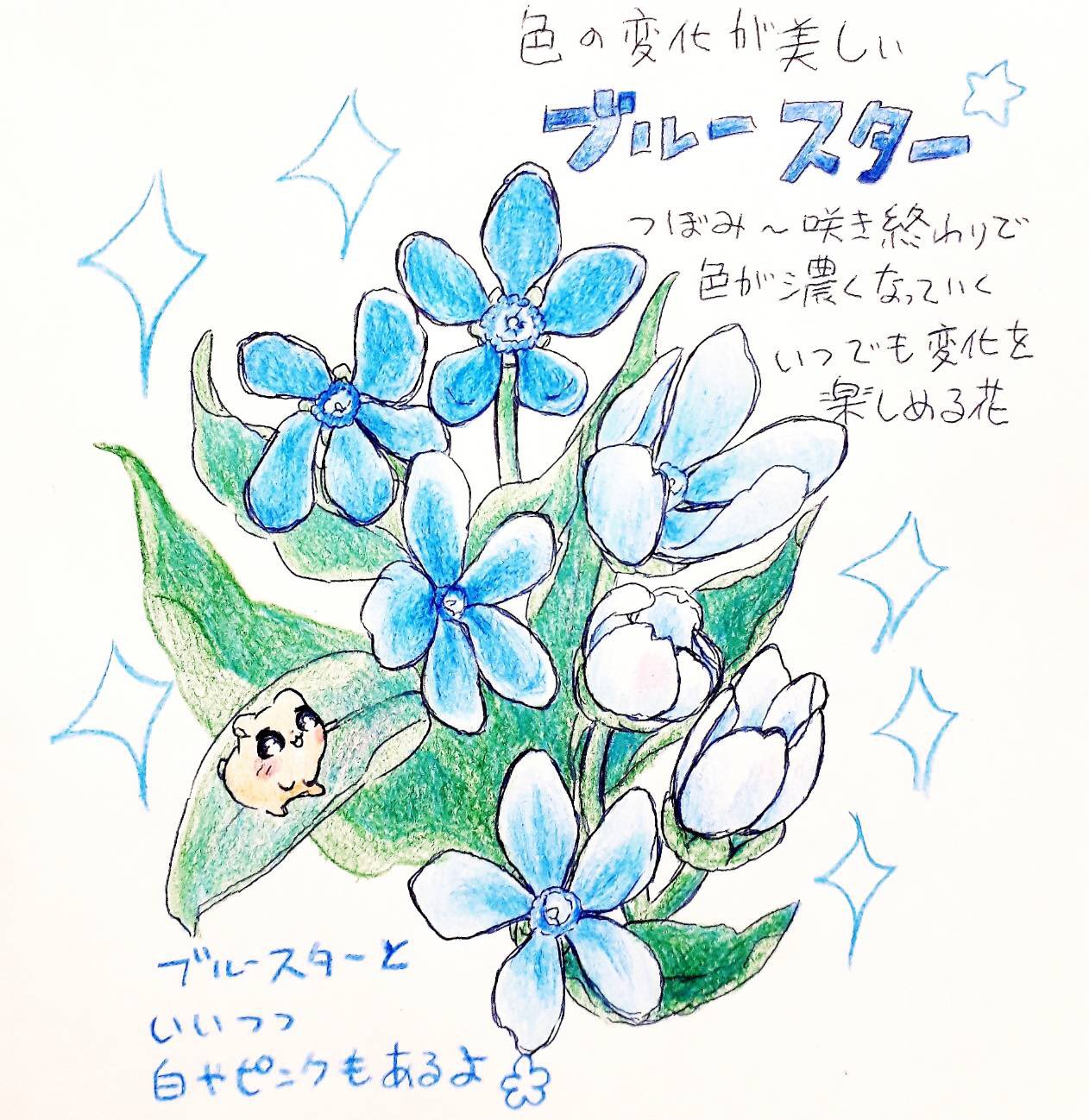 アートユニットちまえる こんにちはー ちまきです இ இ ハッピーな事がしたくて ちまえる記念日である22日らへんにちまきのお花イラストをツイート 今日はブルースター 花言葉は幸福な愛 開花時期は５月から10月で長い期間楽しめるお花です