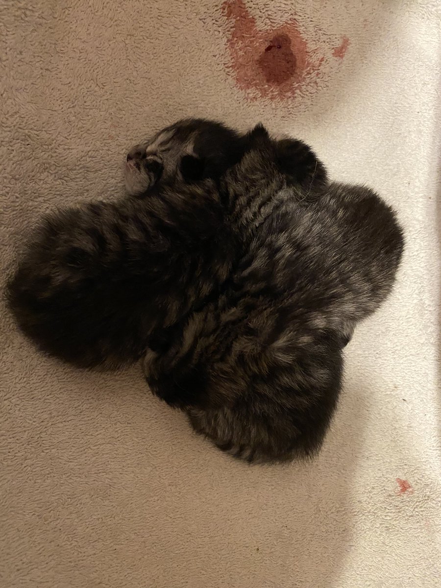 andreavbeusekom's tweet photo. We hebben weer kittens ☺️😍 https://t.co/4Nsr5GNgkC