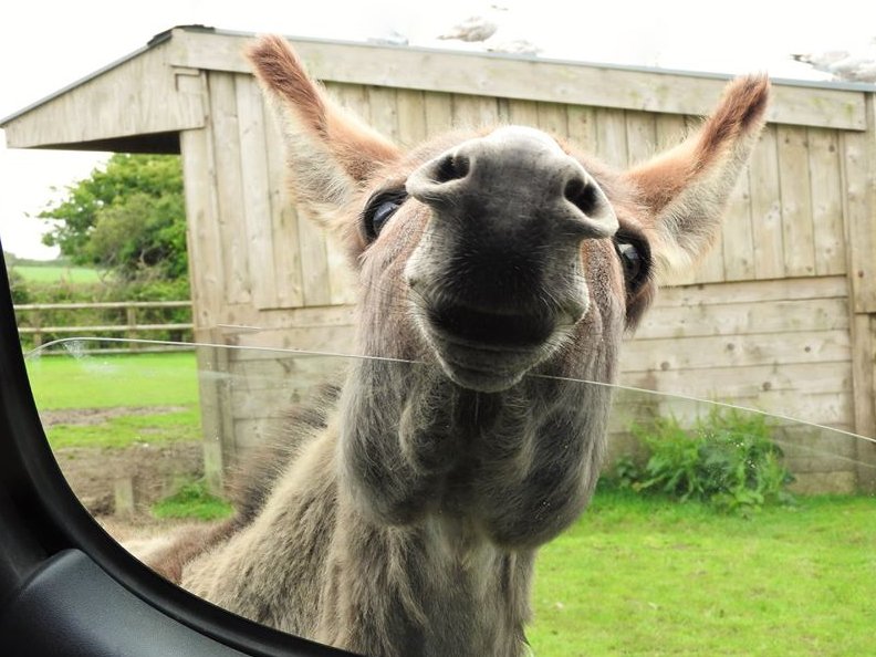 Mary can definitely smell those ginger-nut biscuits in the little van! 😂Have a lovely start to your week everyone... &lt;3

#Donkey #FunniestTweet #HappyMonday