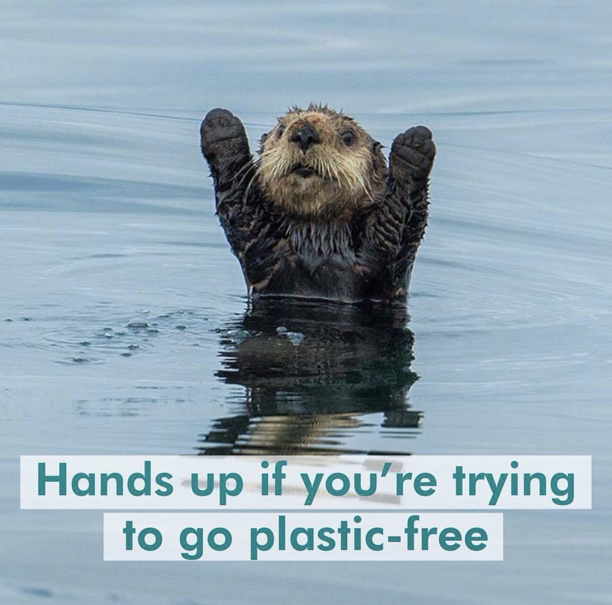 One Small Step- Altrincham tweet media