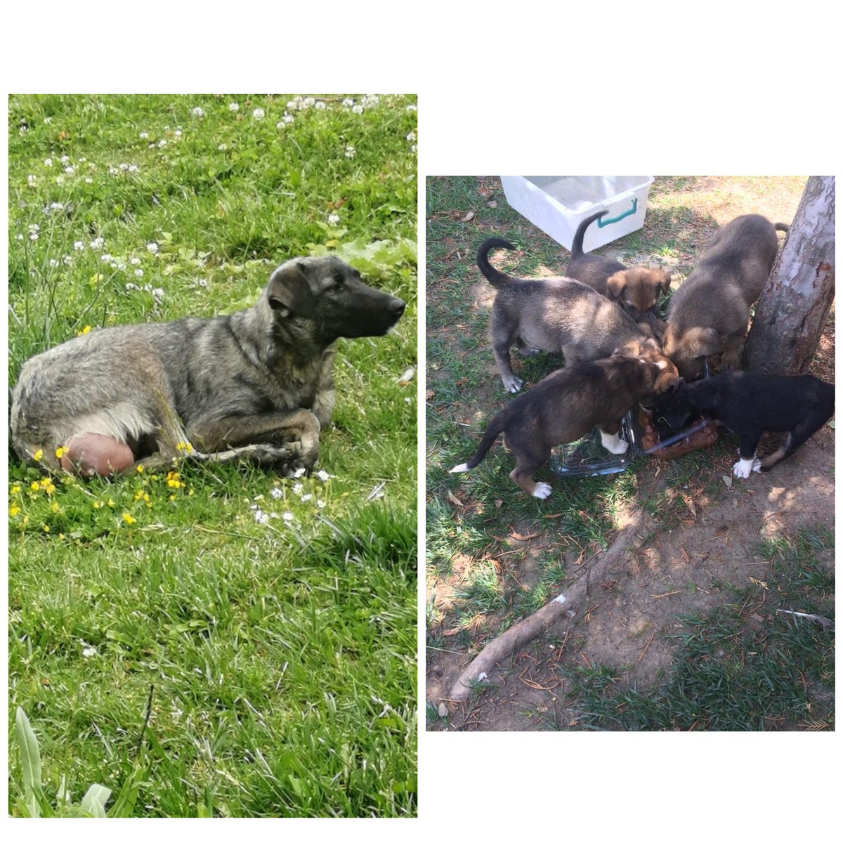 Annemizin memeleri enfeksiyon kapmış maalesef bu nedenle kliniğe aldırdım hazır klinikteyken kısırlaşacak sizlerden isteğim anne gelene kadar yavrulara yaş mama desteğinde bulunmanız bize destek olur musunuz 🙏🐾❤️

canlaramama.com/kukapati