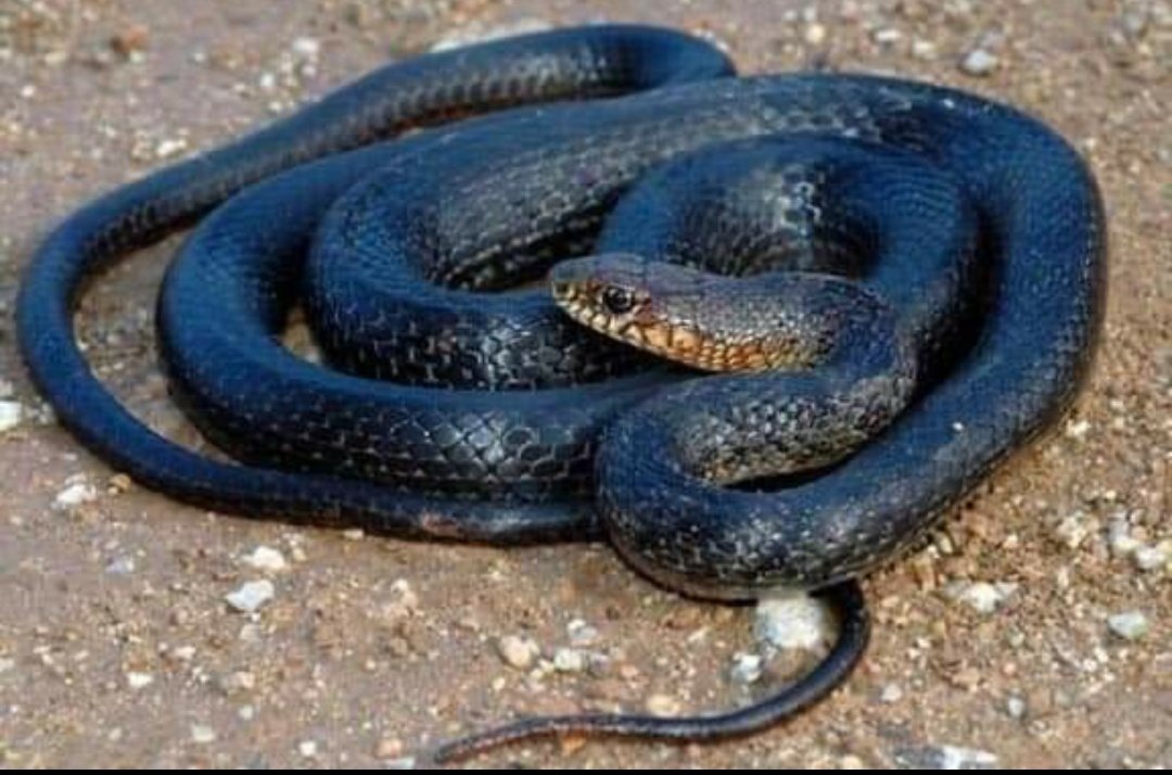 Karayılanları öldürmeyin. Üzerine araba süren görüyorum. Zararsız zehirsiz bir hayvan. Kemirgenle beslenir. Kemirgenlerinin çoğalması  salgınlara yol açar. Kendi sağlığınız için ekolojik dengeyi bozmayın. Sonuçlarını yaşıyorsunuz anlatmaya gerek yok.<a href="/TCTarim/">T.C. Tarım ve Orman Bakanlığı</a> <a href="/milliparklar/">Milli Parklar</a>