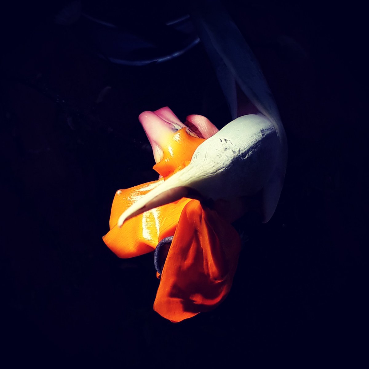 WentworthMay's tweet photo. Strelitzia #maywentworth #birdofparadise #thecolorsofnature #strelitzia #maywentworthphotography https://t.co/xi0kBMAkBu