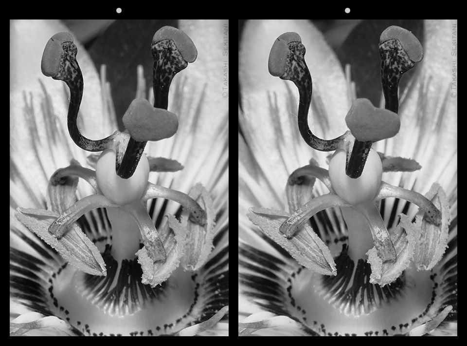 takashi_sekitan's tweet photo. Clock Tower - in Anaglyph 3-D for Red-Cyan glasses, Parallel &amp; Cross view #stereoscopic #stereoscopy #3dphoto #stereophoto #clock #clockflower #passionflower
時計塔 - アナグリフ・平行法・交差法 #立体視 #ステレオ写真 #アナグリフ #赤青メガネ #3D写真 #時計 #トケイソウ https://t.co/a5ozxpuNBS