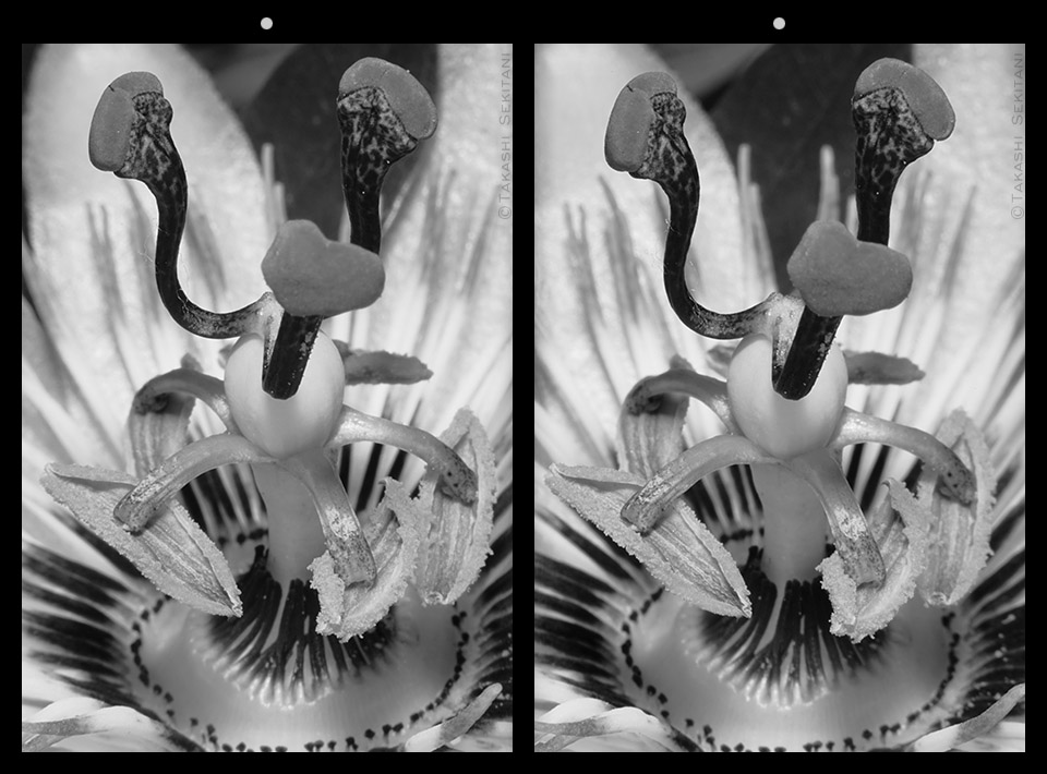 takashi_sekitan's tweet photo. Clock Tower - in Anaglyph 3-D for Red-Cyan glasses, Parallel &amp; Cross view #stereoscopic #stereoscopy #3dphoto #stereophoto #clock #clockflower #passionflower
時計塔 - アナグリフ・平行法・交差法 #立体視 #ステレオ写真 #アナグリフ #赤青メガネ #3D写真 #時計 #トケイソウ https://t.co/a5ozxpuNBS