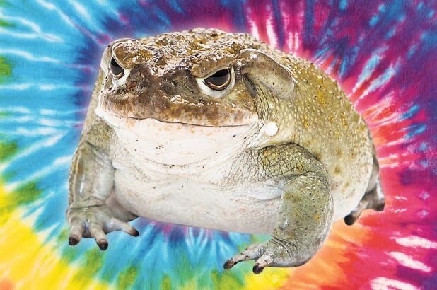 justtoads's tweet photo. uhm.. #WhiteLivesMatter..anyways here are some frogs instead https://t.co/8vfadhAgyl