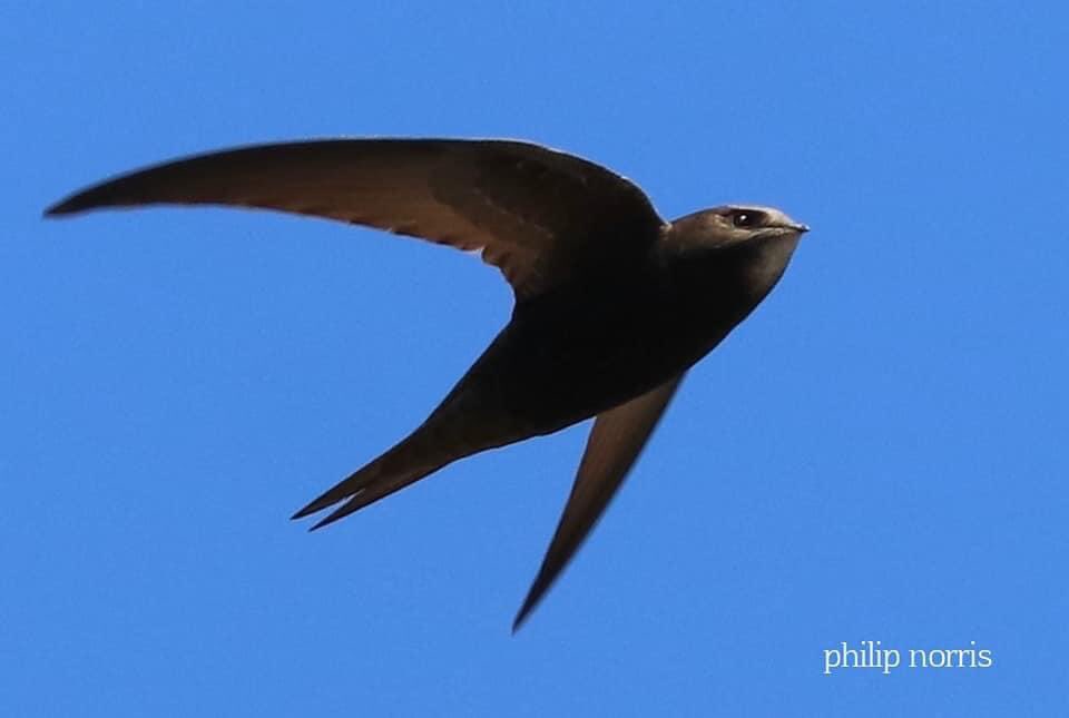 DevonSwifts's tweet image. Swifts need YOUR help!

If you see any swifts nesting in Devon submit the nest to #SwiftMapper

We need your help to protect swifts

swiftmapper.org.uk

Photo: Phillip Norris

@DevonBirds @swiftsweek