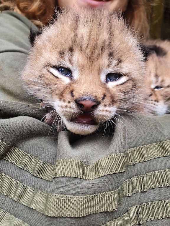 cornwallnatcons's tweet photo. Recent arrivals at our conservancy - we have welcomed 4 baby lynx #lynx #cornwallnatureconservancy #conservation https://t.co/dIbPlAy1Vv