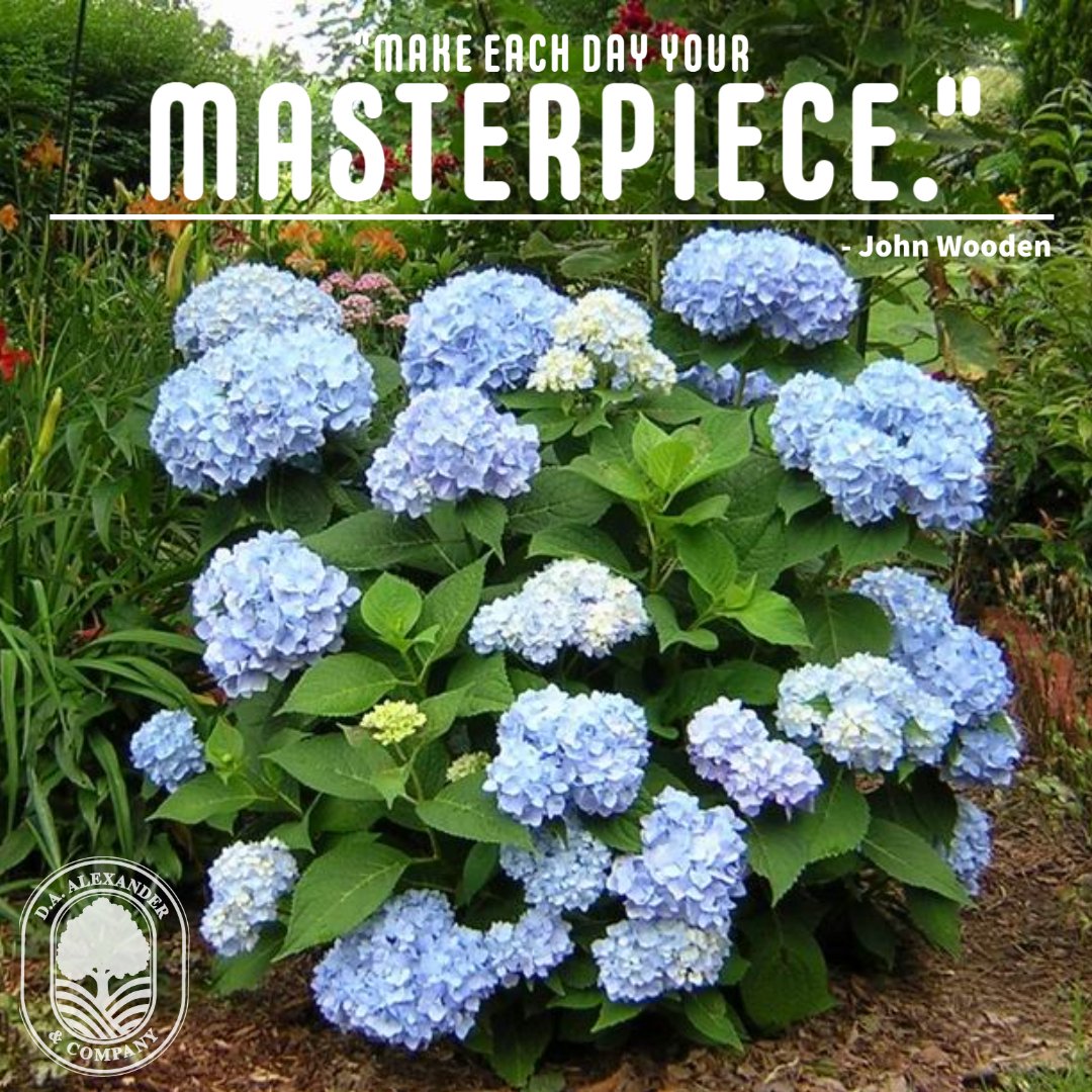 DAAlexanderCo's tweet photo. "Make each day your masterpiece."
- John Wooden
πβοΈπ
#daalexander #motivationmonday #loveyourlandscape #buildersbestfriend #endlesssummerblue #hydrangea https://t.co/2Rcqalw7gq