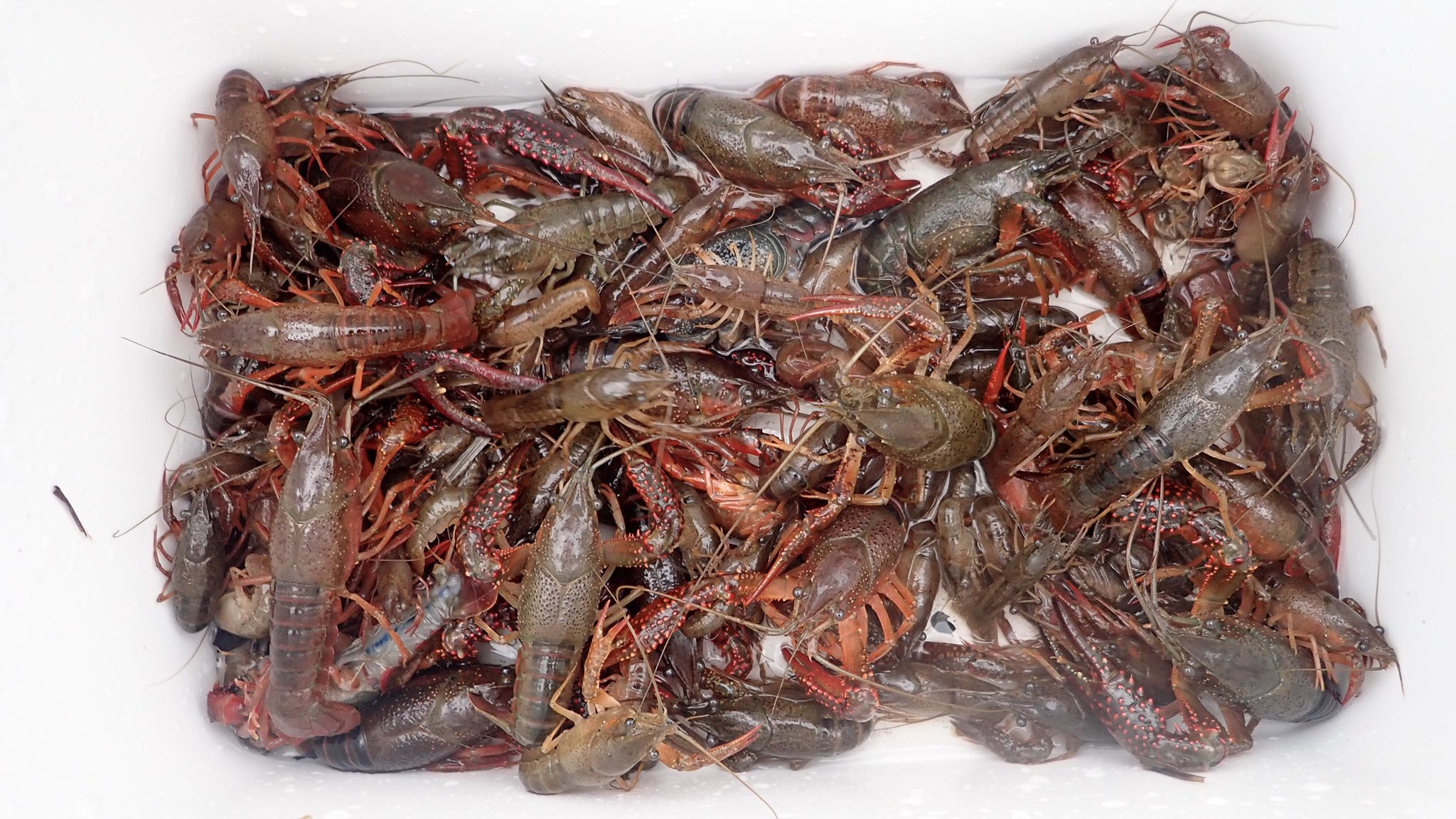 ガリオ 無職ブロガー 田んぼのドブ用水路にいるアメリカザリガニを美味しく調理してみました 食べるついでに生物保全してみませんか アメリカザリガニ ザリガニ料理 ドブ川で捕獲する動画 T Co Aqgrw3zp8g 調理して食べる動画 T