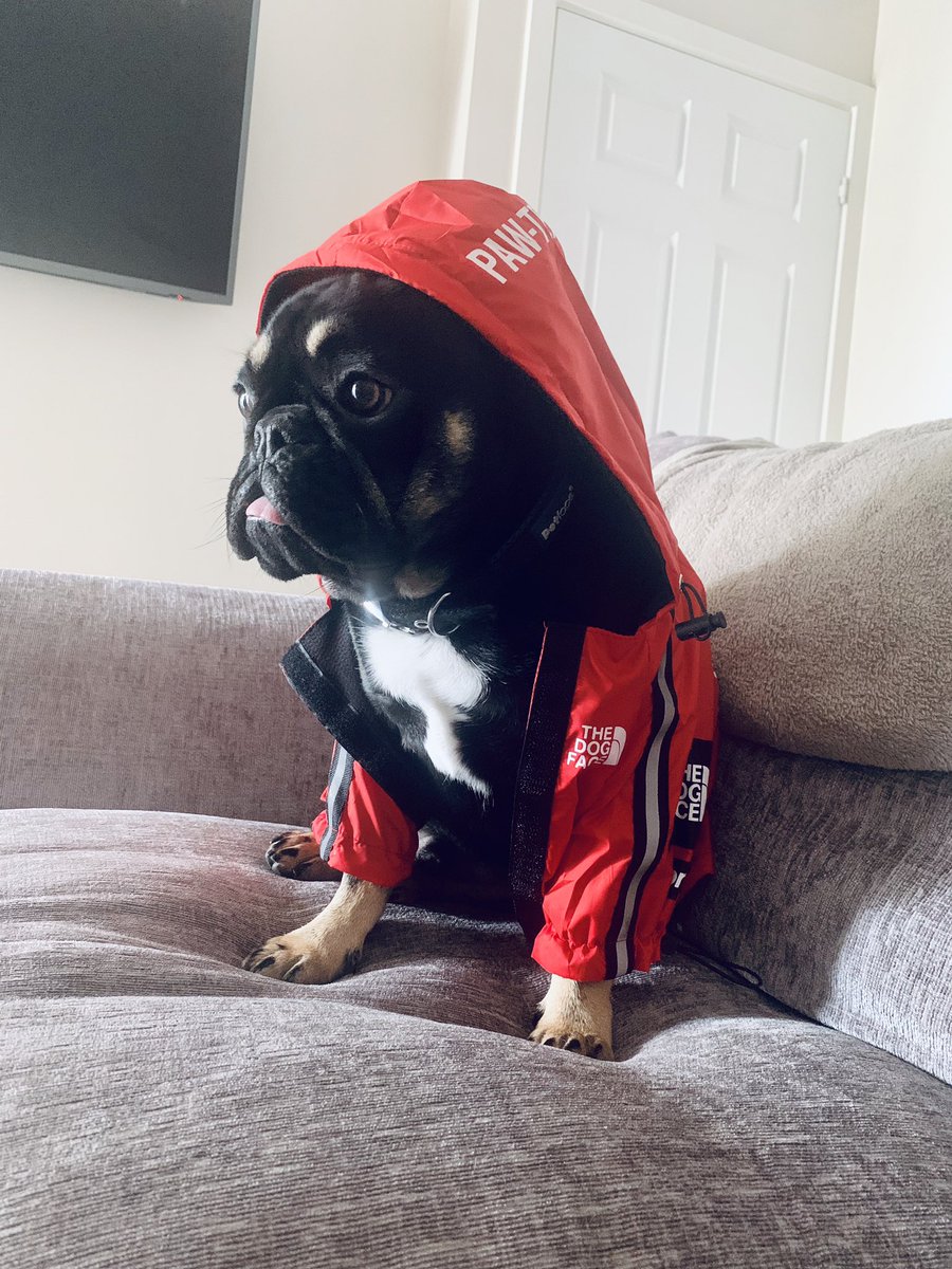 AliceHall_IM's tweet photo. It appears that Hugo has fallen victim to my out of control lockdown induced online shopping... 😳🐶 #thedogface #anotheramazonfail #autumnwintercollection https://t.co/xWFcgJK5jN