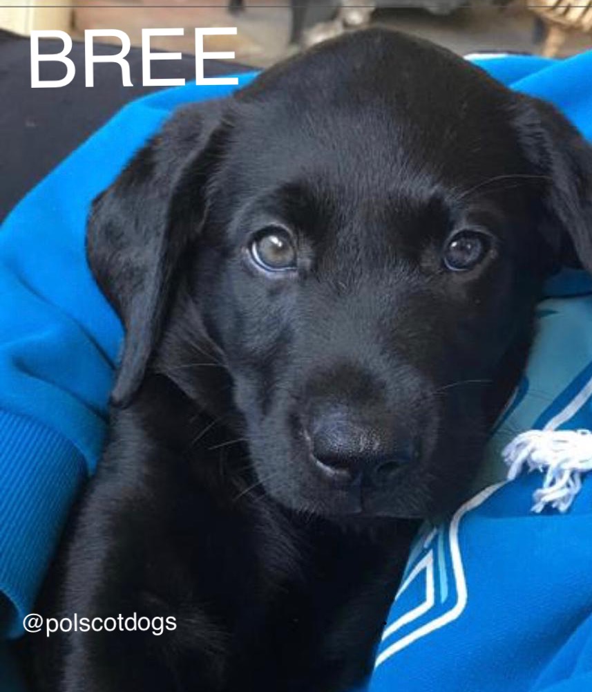 PSOSDogs's tweet photo. Its not the nicest day for weather in Scotland, so how about some more puppies? 3 lovely labradors hoping to join the ranks #TPDGabbi #TPDPhoenix #TPDBree as future specialist search dogs in the West and East command areas #PuppyPower #PoliceDogsOfTwitter 🐾🏴���� https://t.co/yHhh3txv8O