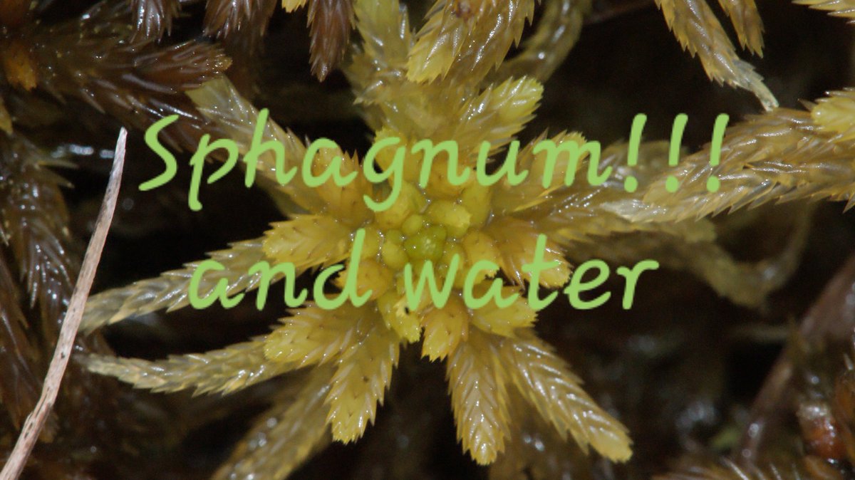 Come gather round people and I shall attempt to explain the relationship of Sphagnum and water.