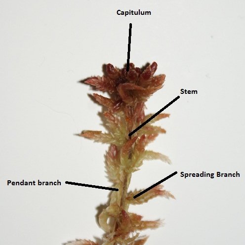 Like all life, Sphagnum needs water to survive. Like all bryophytes, its storage and transport of water is external. And it looks like this