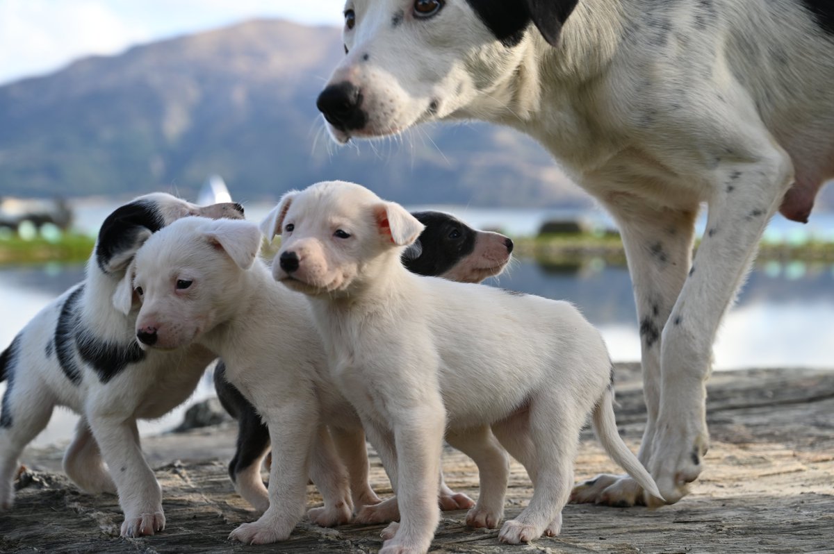 LHS’s  Heading Dog’s nine puppies are almost all off with their new owners. The Ross family is keeping only one and have named him John. #FarmUpdate