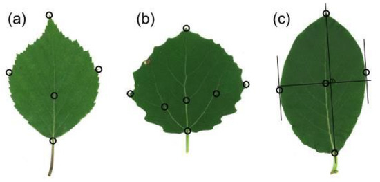 Symmetry_MDPI's tweet photo. #mdpisymmetry Article "Photosynthetic Efficiency is Higher in Asymmetric Leaves than in Symmetric #Leaves of the Same Plant" by Mikhail V. Kozlov, Vitali Zverev and Tobias M. Sandner is available at https://t.co/j72YcAYPrz
#fluctuatingasymmetry
#leafshape
@UniTurku https://t.co/LsmaXVZItq
