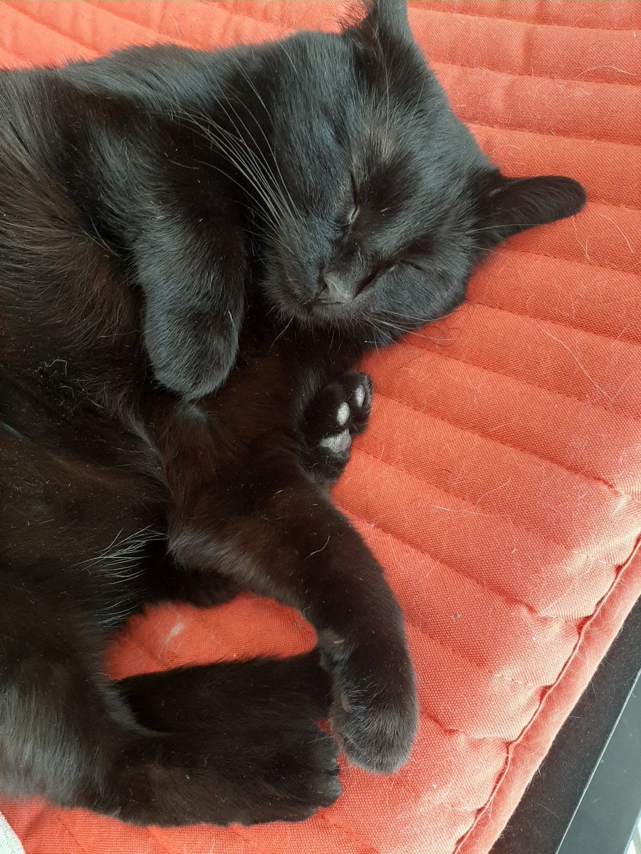 midoribosh tweet media