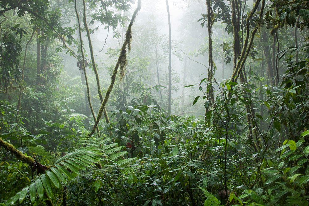 Reach_Out_UK's tweet photo. 🌱Teach your pupils five things they didn't know about plant adaptations with this #ReachOutReporter fact pack!
#PrimaryScience
https://t.co/EHWQibr7f1 https://t.co/EqqU24Ds4s