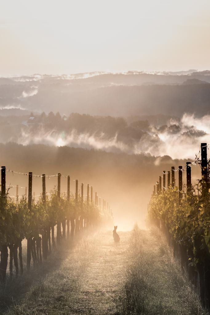 Oesterreich_de's tweet image. Der frühe Vogel fängt den Wurm, oder etwa doch den Hasen? Früh aufstehen lohnt sich im wunderschönen Vulkanland in der Steiermark auf alle Fälle. Einfach traumhaft. 💚 @thermenland @visitsteiermark #feelaustria (CK)
📍 St. Anna am Aigen
