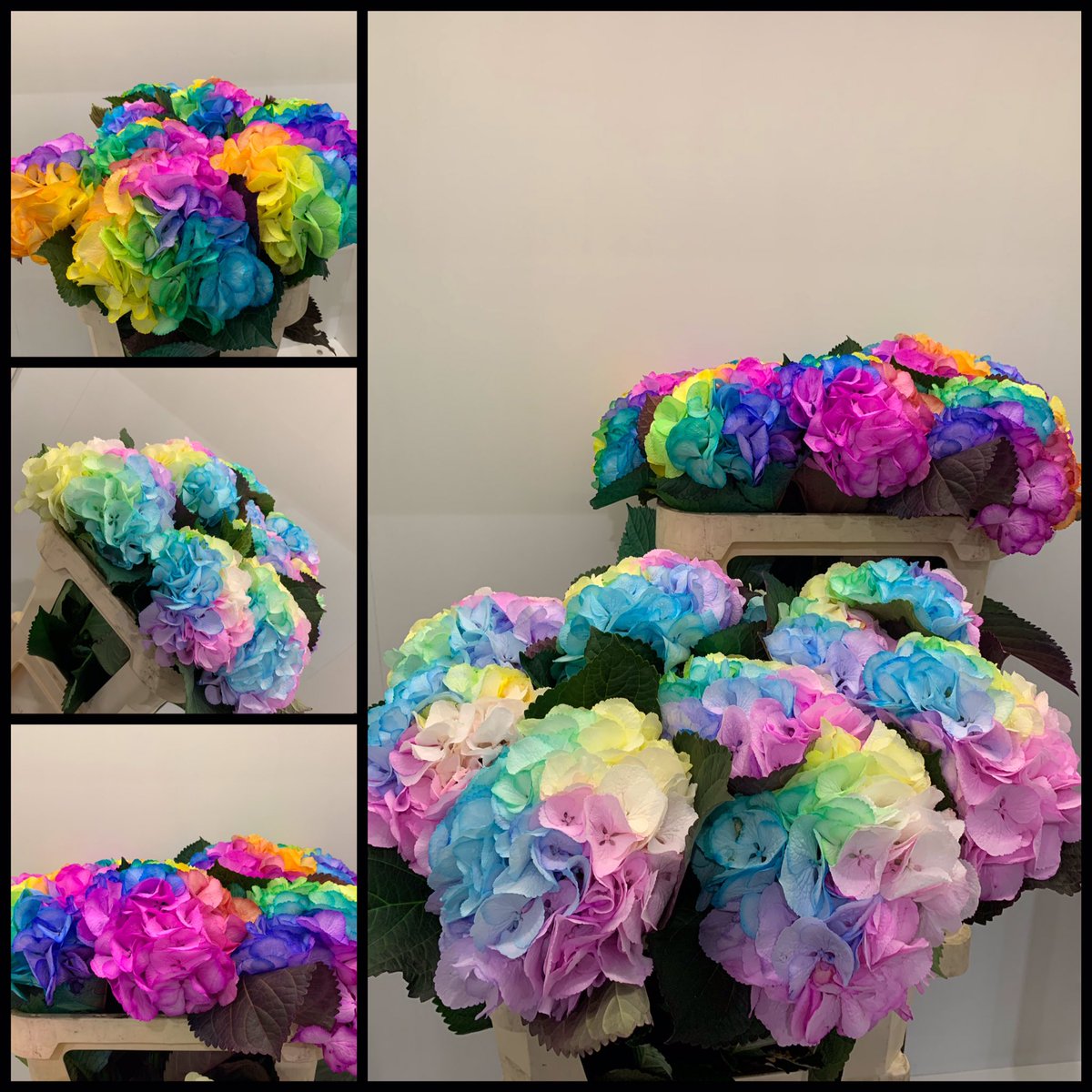 Een hype die in de “rare” tijd een boost heeft gekregen: de regenboog hortensia.
