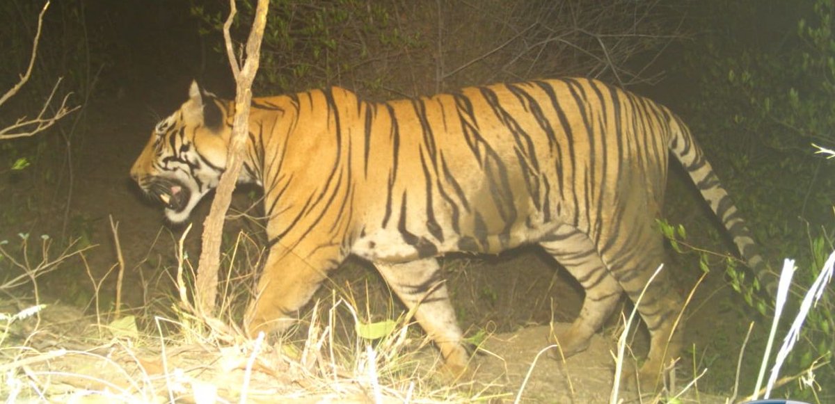 Male sub-adult tiger K-T1, that was caught from Kolara buffer zone of Tadoba last week, died in Gorewada rescue centre today. This tiger had mauled 5 villagers. @UddhavThackarey @MahaForest @ntca_india @AUThackeray @SunilWarrier1 @nandkishorkale1 @AnupKNayak @TOI_Nagpur @moefcc