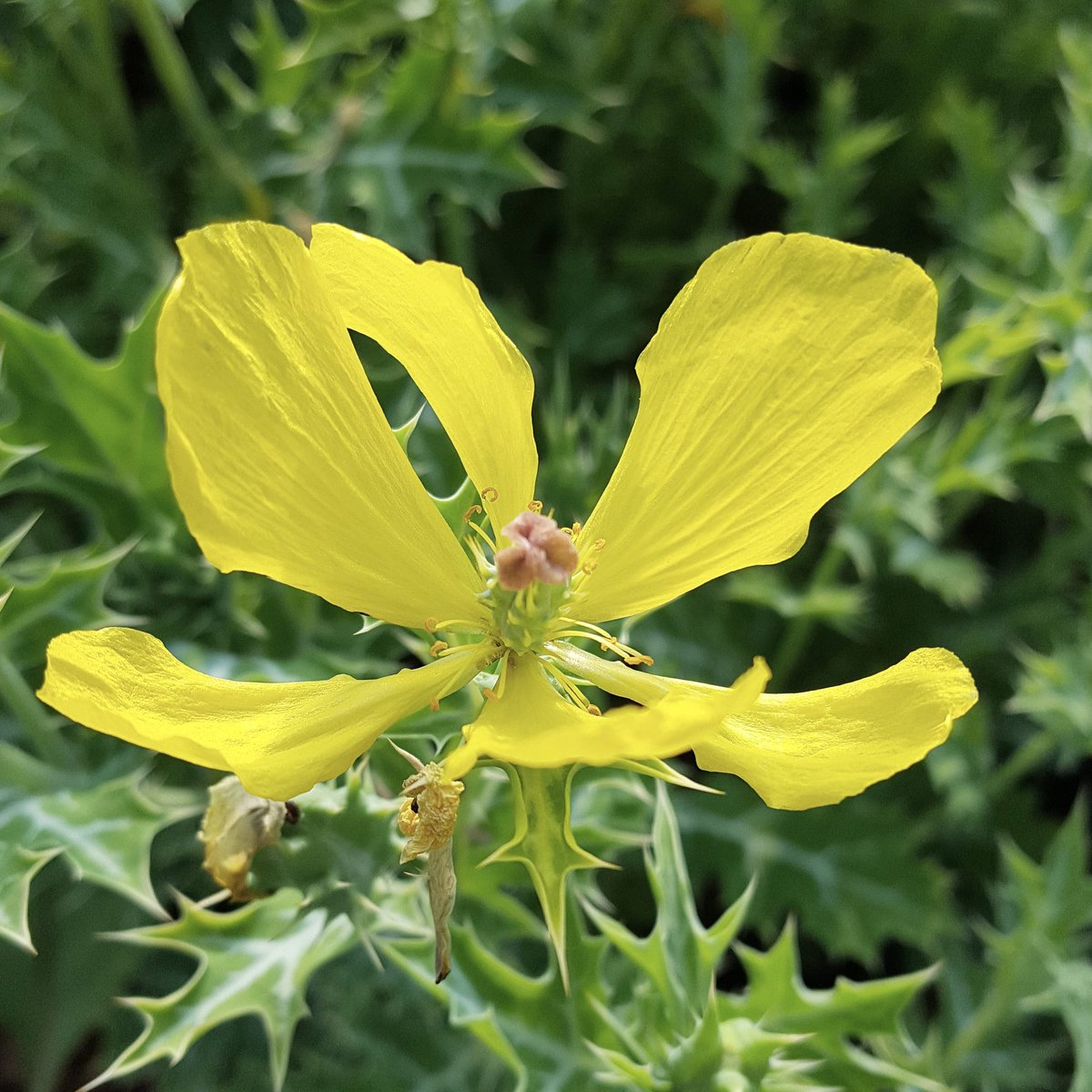PlantPref's tweet photo. Argemone ochroleuca. One of the prickly poppies from central and north America. A tender annual here, it might self sow in warm well drained soil.

#argemone #argemoneochroleuca #pricklypoppy #paleyellowflowers #annuals #annualflowers #selfseeding https://t.co/7HdByqXEct