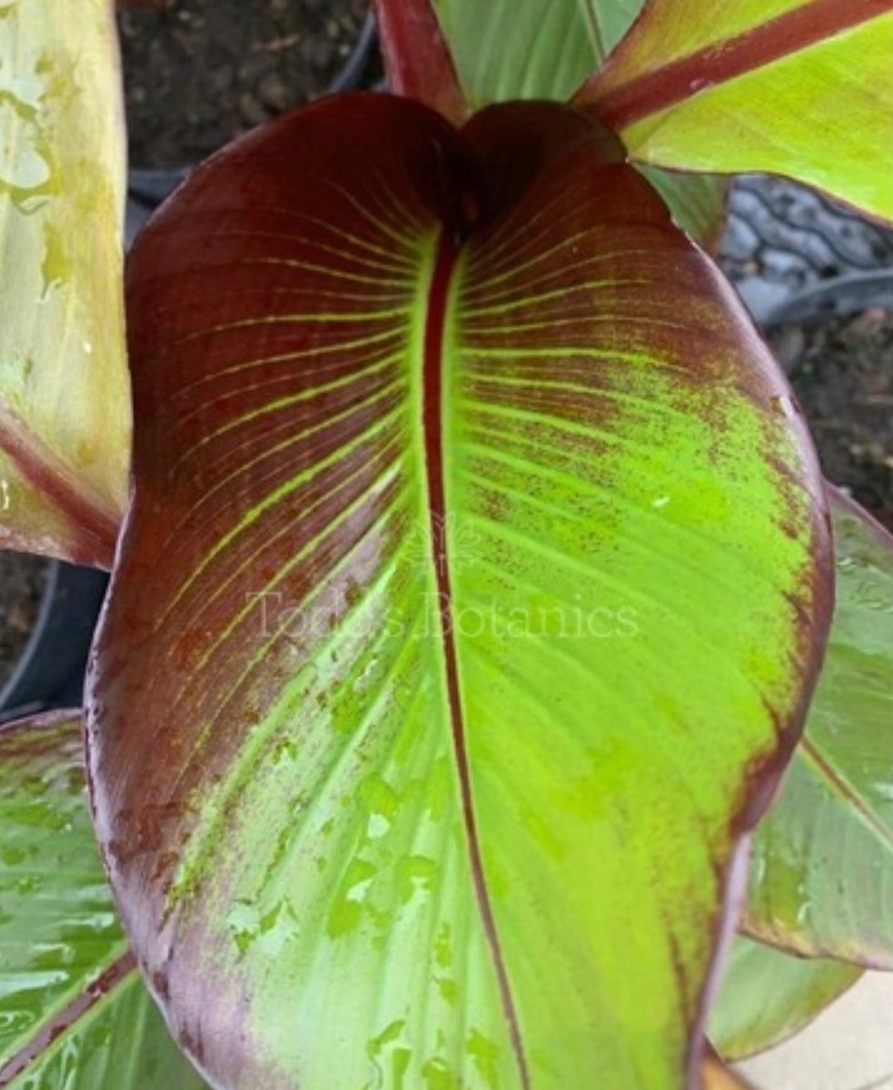 #Enseteventricosum 'Maurelii'  Large green leaves outlined with burgundy, a burgundy midrib &amp; stem, these plants make a stunning summer showpiece. Fast growing, they do well in a warm, sunny, sheltered spot. 2l pots. Full sun or part shade Needs winter protection #plantsdelivered