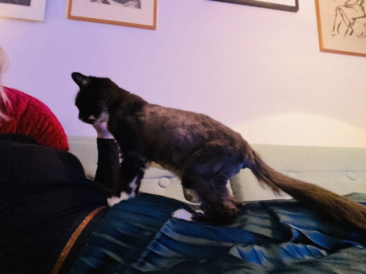 Poes Doris is voor het eerst in haar 20-jarige bestaan weg. Al twee nachten - en dat is niets voor haar want ze komt nooit verder dan de achtertuin. Ze is langharig maar geschoren, volledig doof en kan heel hard mauwen. Omgeving Westwijk Amstelveen (randje Loogman/Aalsmeer)