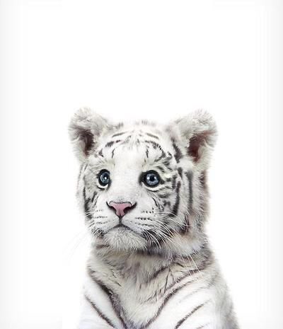  #HANBIN white tiger 