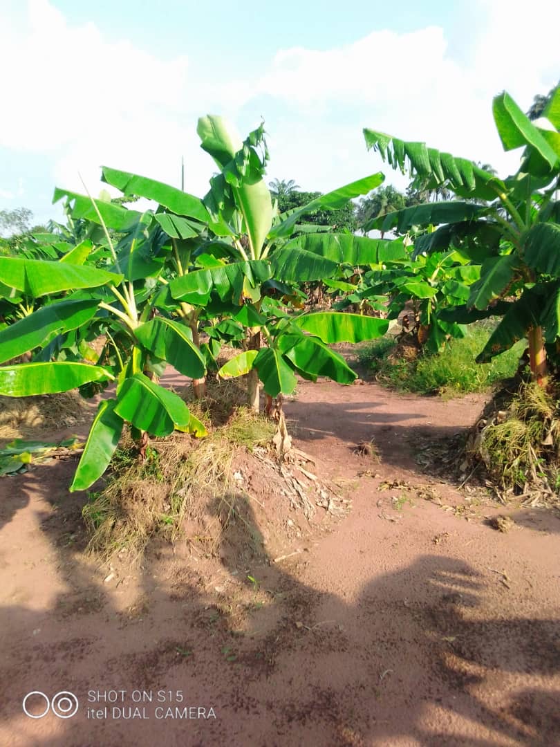 VenitzF's tweet photo. Plantain Plantation for lease 

30 plots fully fenced 
3000 suckers already planted
3 bedroom farm house.. 

Interested persons should please send a Dm or contact venitzintegratedservices@gmail.com , 08101502099 https://t.co/dMkO6d6HNB
