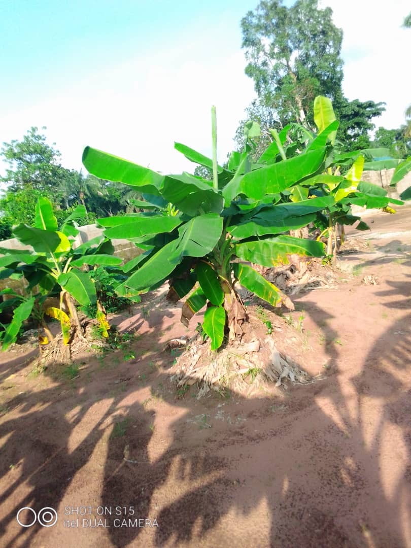 VenitzF's tweet photo. Plantain Plantation for lease 

30 plots fully fenced 
3000 suckers already planted
3 bedroom farm house.. 

Interested persons should please send a Dm or contact venitzintegratedservices@gmail.com , 08101502099 https://t.co/dMkO6d6HNB