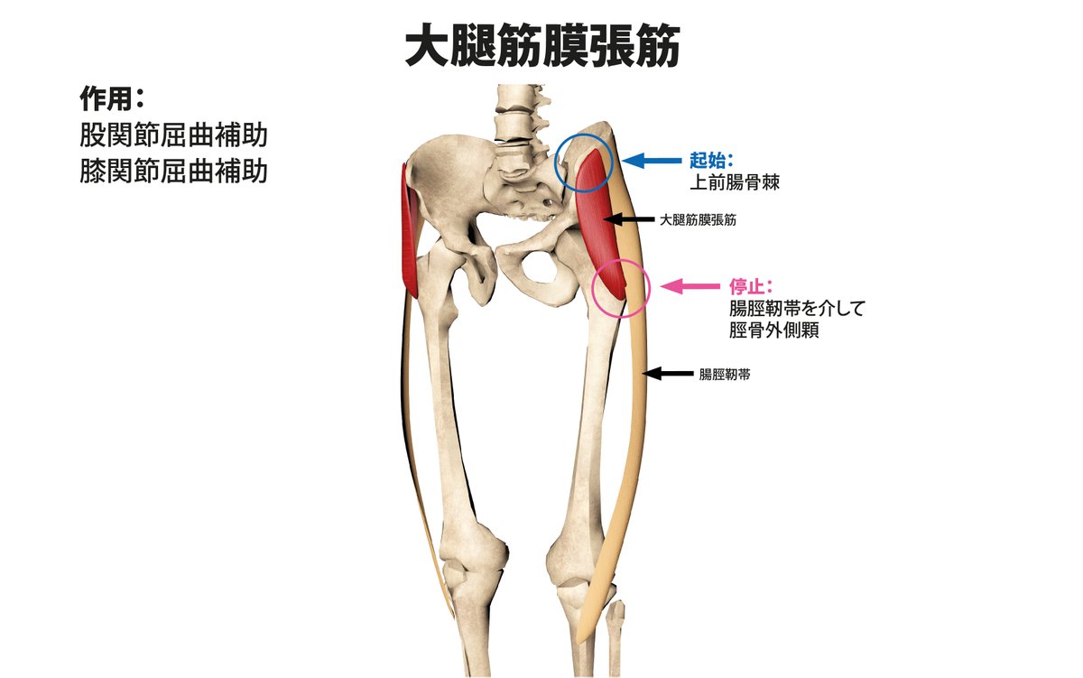 Hide パーソナルジム3店舗経営 En Twitter Xo脚などの脚のライン改善のヒント 大腿筋膜張筋 起始 骨盤の前方 停止 腸脛靭帯を介して脛骨の外側 歩く時 立つ時に常に働きそうだし 固くなったり 収縮すると 脛骨を外側に引っ張り膝下を外旋したり 骨盤の