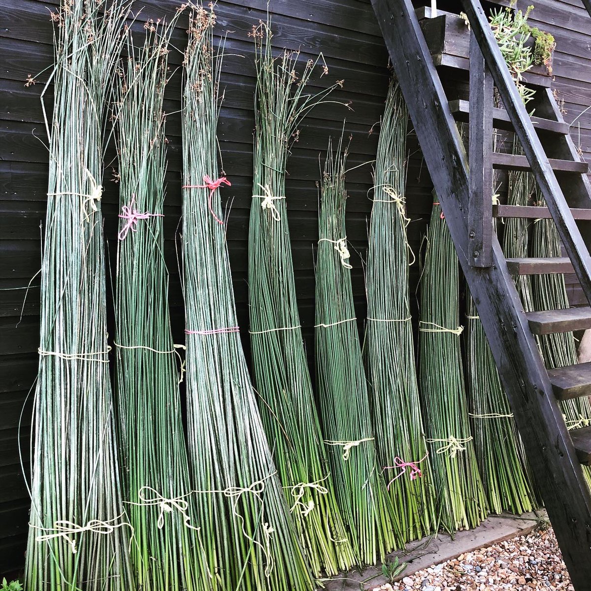 south_rachael's tweet photo. Rush harvest time 🌾🌾! So happy to get a day out after lockdown with Netty. Rushes looking beautiful and have chairs waiting for these to dry! #seatweaving #rushchairs #rushseating #nativeplants #harvest https://t.co/PGIrupYnpV