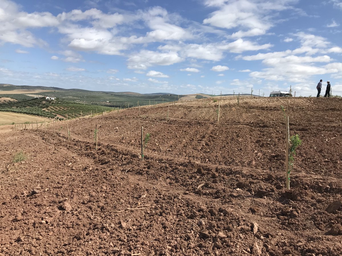Hoy compartimos con vosotros unas imágenes de una plantación de almendro en copa que hemos realizado recientemente en una finca de riego ubicada en Córdoba con la variedad Makako, que es de floración tardía, para adaptarse a la realidad agroclimática de la finca.