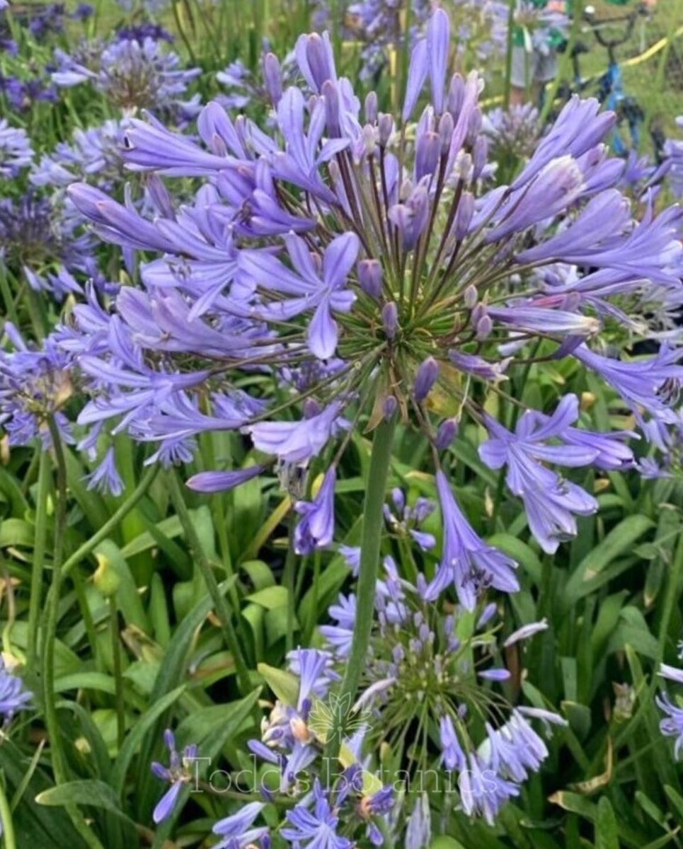 #agapanthusafricanus. Beautiful sky blue African lily, which can reach an enormous size! They love lots of feed in the summer &amp;  plenty of sunshine to flower really well. This lovely agapanthus has flowers that can grow to 20cm in diameter on strong stems #plantsonline