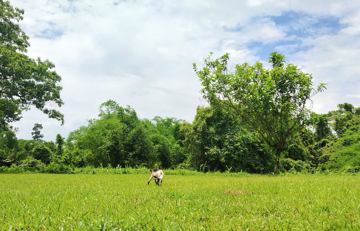 Mere "doosre" quarantine ka "pahla" dost . . . #mynortheastclix  #assam  #NorthEast  #everydayNEIndia  #photographer  #monsoon #mobilephotography  #morningmotivation  #whereisnortheast  #NaturePhotography  #nature
