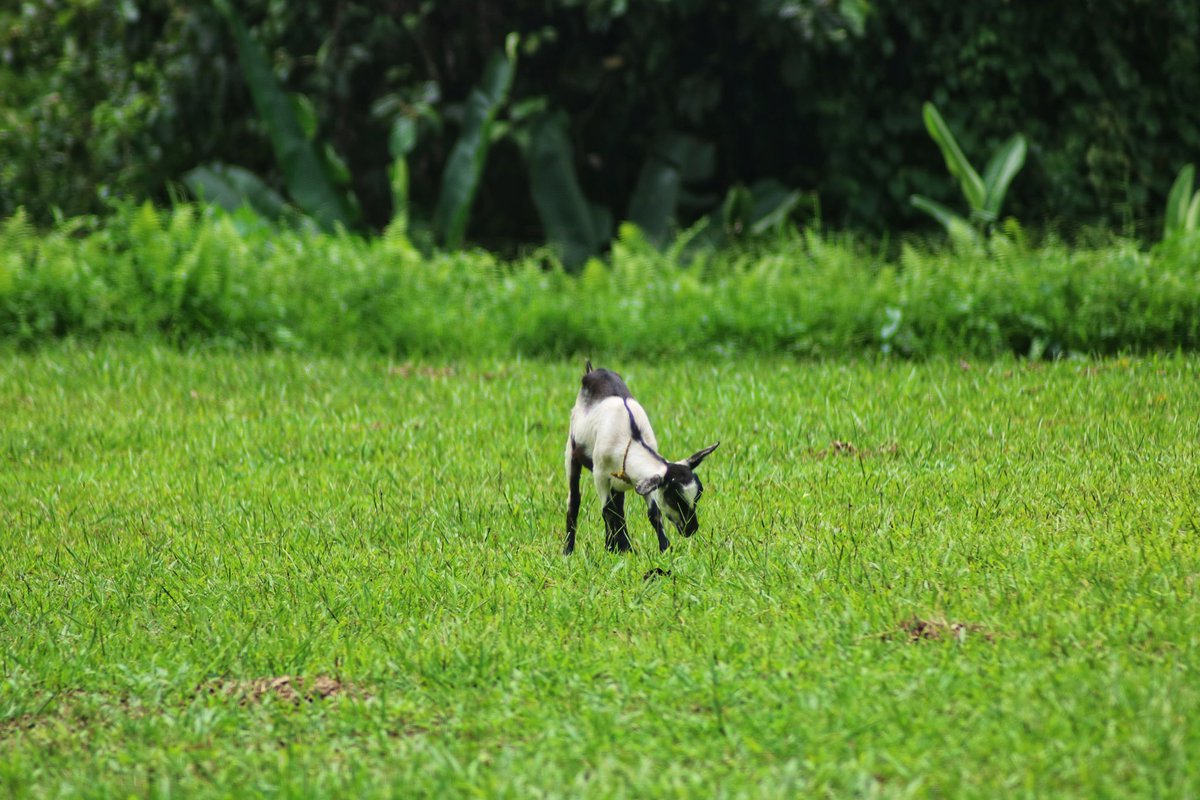 Mere "doosre" quarantine ka "pahla" dost . . . #mynortheastclix  #assam  #NorthEast  #everydayNEIndia  #photographer  #monsoon #mobilephotography  #morningmotivation  #whereisnortheast  #NaturePhotography  #nature