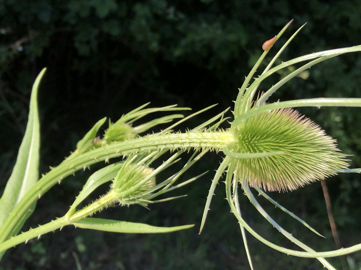 When walking I’m usually head down, searching for wildflowers. And there are so many right now. These are from the weekend. Starting with an artist’s favourite. The teasel.