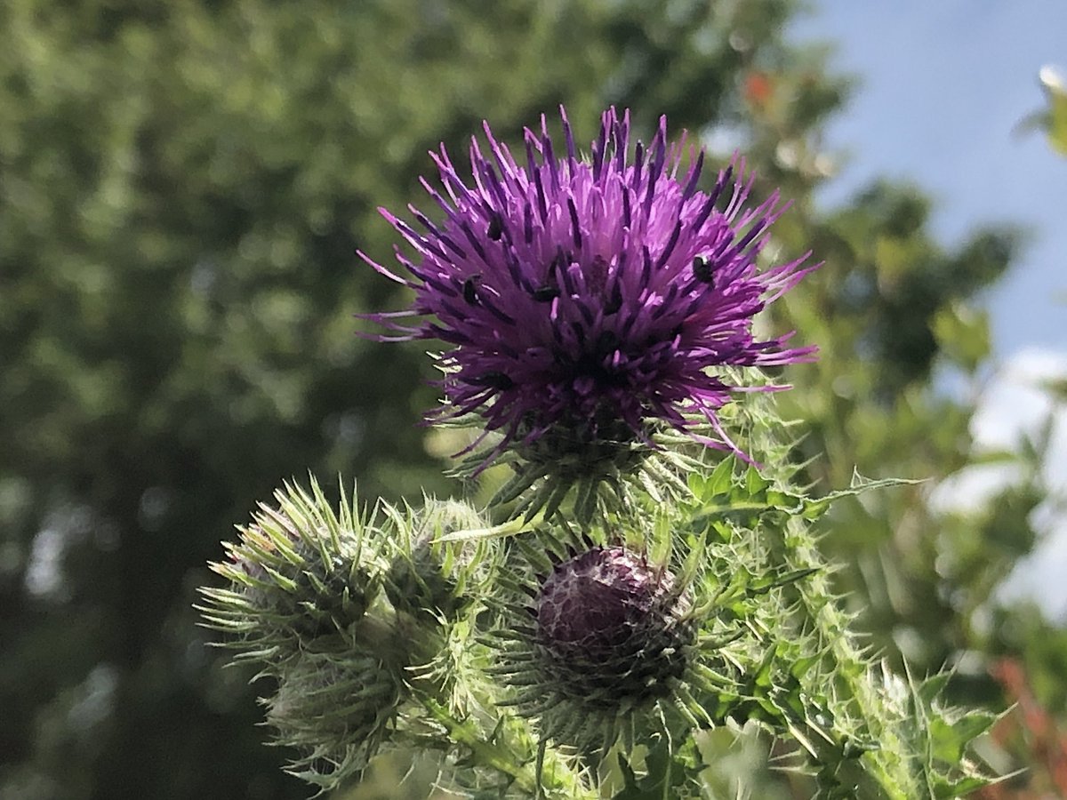 Another spiky offering, and emblem of Scotland, the thistle.