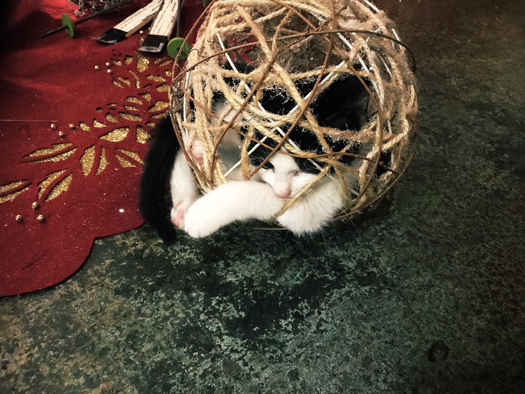 Kelce finally started to show a little independence at around 10 weeks, sometimes even escaping to her decorative twine egg for some much needed me-time.