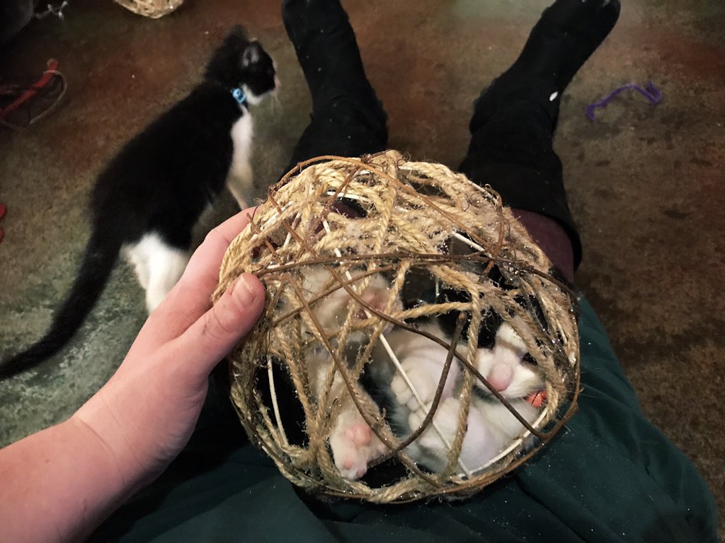 Kelce finally started to show a little independence at around 10 weeks, sometimes even escaping to her decorative twine egg for some much needed me-time.