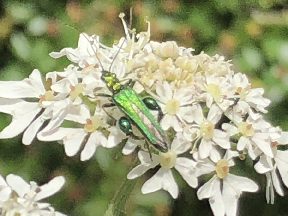 Not the same insect. Honest. The flower is cow parsley (do correct me if I’m wrong)...