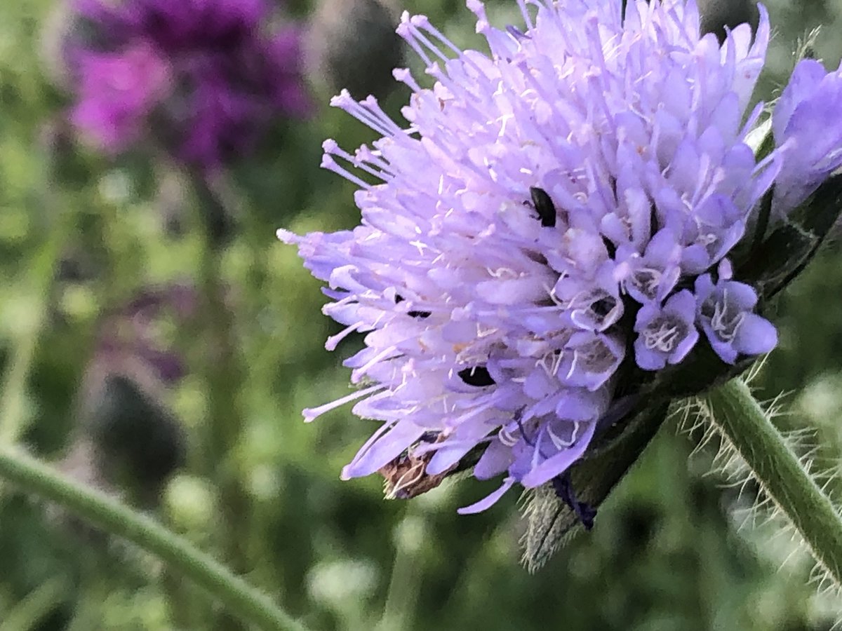 Field scabious (I often mistake these for cornflowers from afar)
