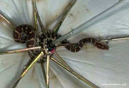 Indiansnakes.org tweet media